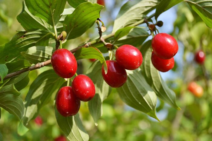 Cornus officinalis, commonly known as Japanese Dogwood or Mountain Dogwood