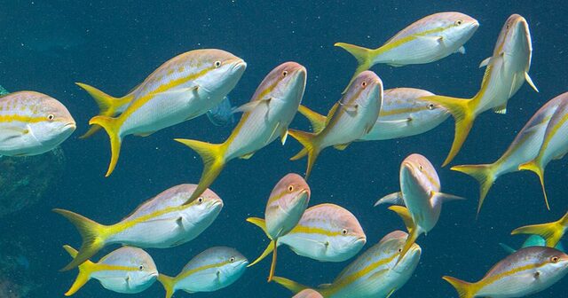 Yellowtail Snapper (Ocyurus chrysurus)