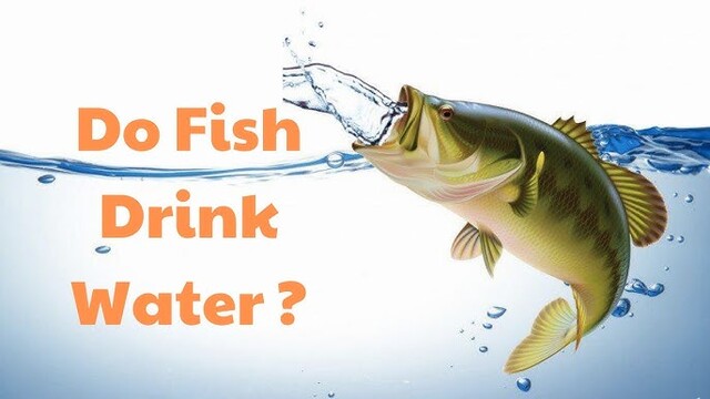 Do Fish Drink Water?