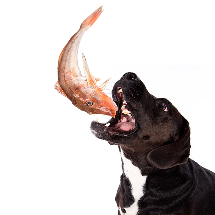 Can Dogs Eat Fish? A Comprehensive Guide for Dog Owners