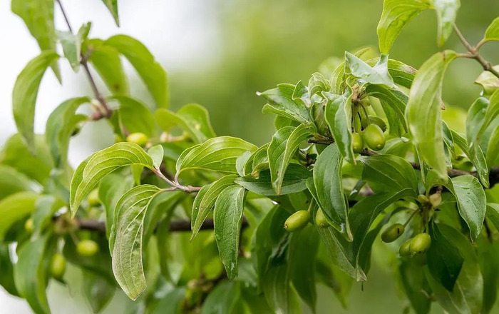 Cornus officinalis, commonly known as Japanese Dogwood or Mountain Dogwood