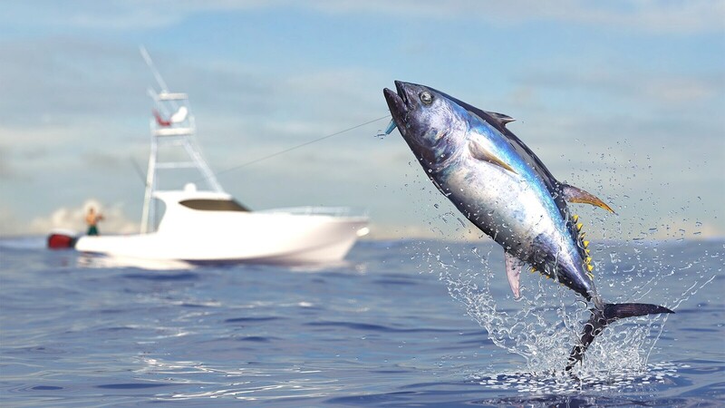 Top 10 Tuna Species in the World