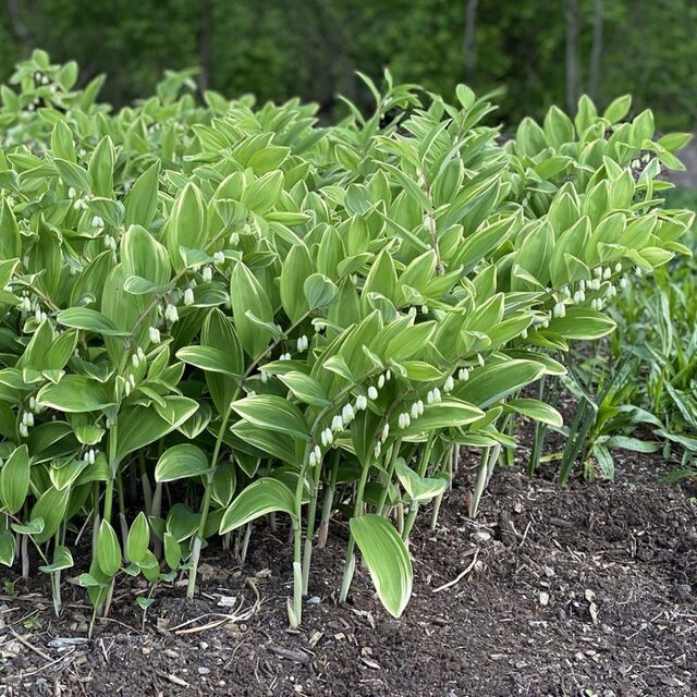 Solomon’s Seal