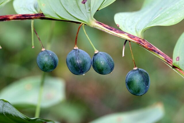 Solomon’s Seal