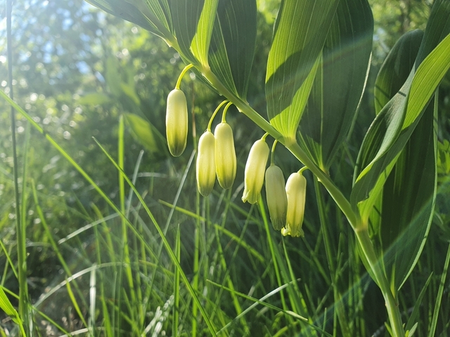 Solomon’s Seal