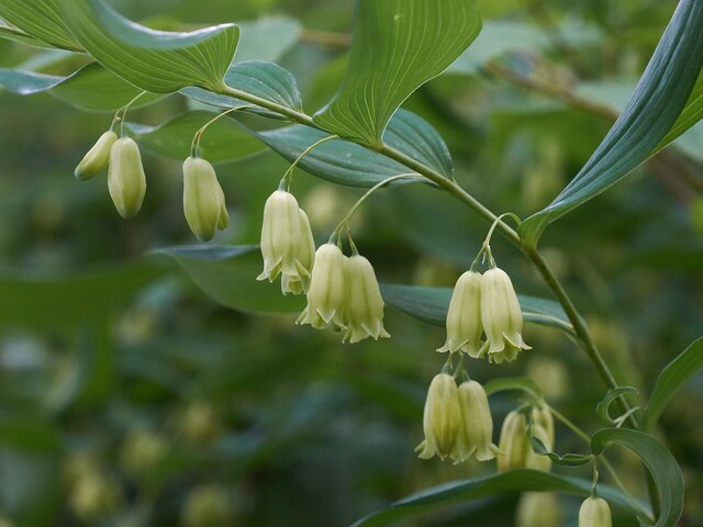 Polygonatum Odoratum (Yu Zhu): Health Benefits, Cultivation, and Medicinal Uses