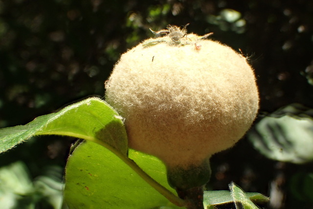 Cydonia oblonga, commonly known as quince