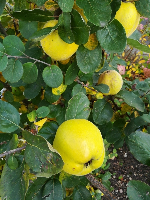 Cydonia oblonga, commonly known as quince