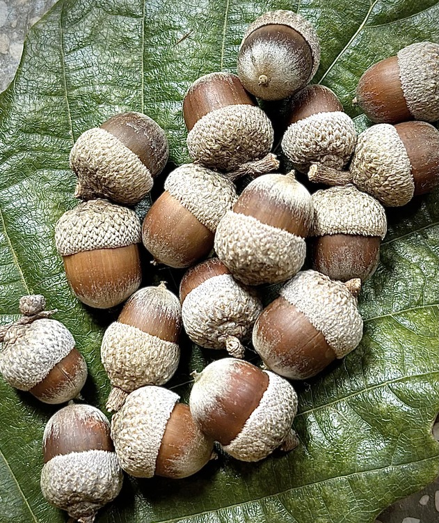 Oriental white oak (Quercus aliena)