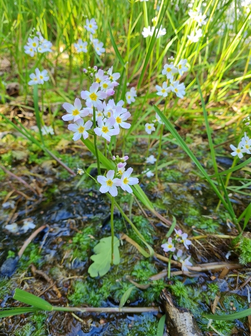 Hottonia palustris, commonly known as the water violet or featherfoil