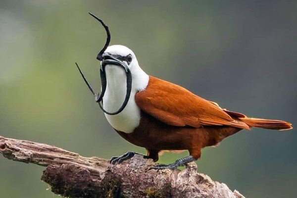 Three-Wattled Bellbird (Procnias tricarunculatus)