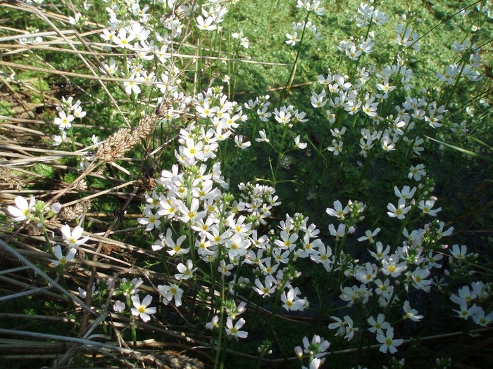 Hottonia palustris: The Water Violet – A Comprehensive Guide