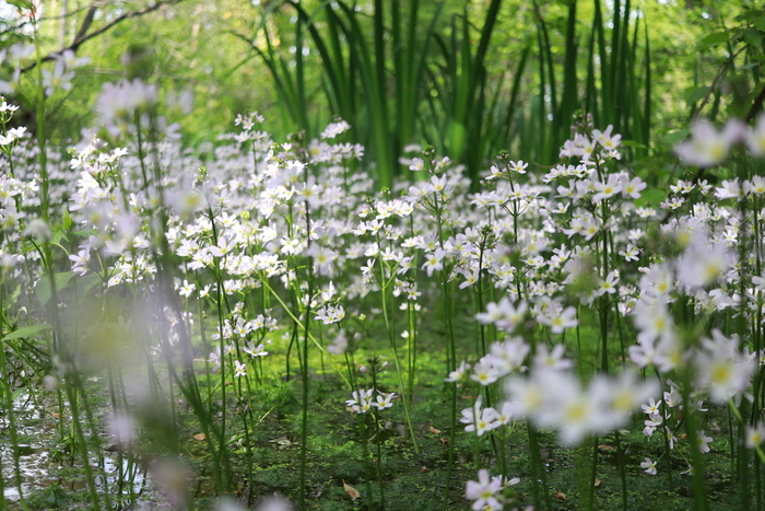 Hottonia palustris, commonly known as the water violet or featherfoil