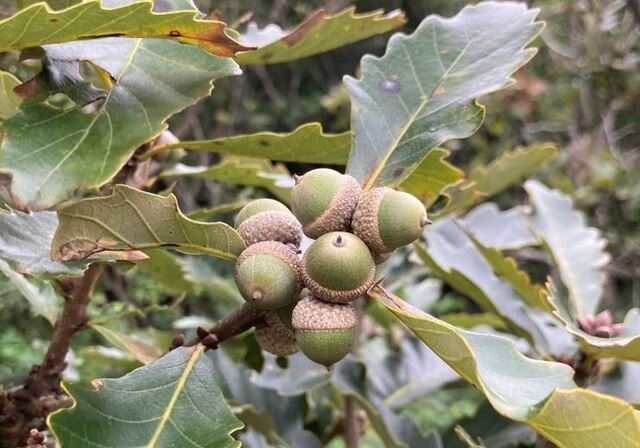 Oriental White Oak (Quercus aliena): A Comprehensive Guide