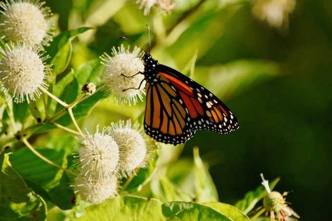 Cephalanthus occidentalis: A Comprehensive Guide to the Water Button Plant