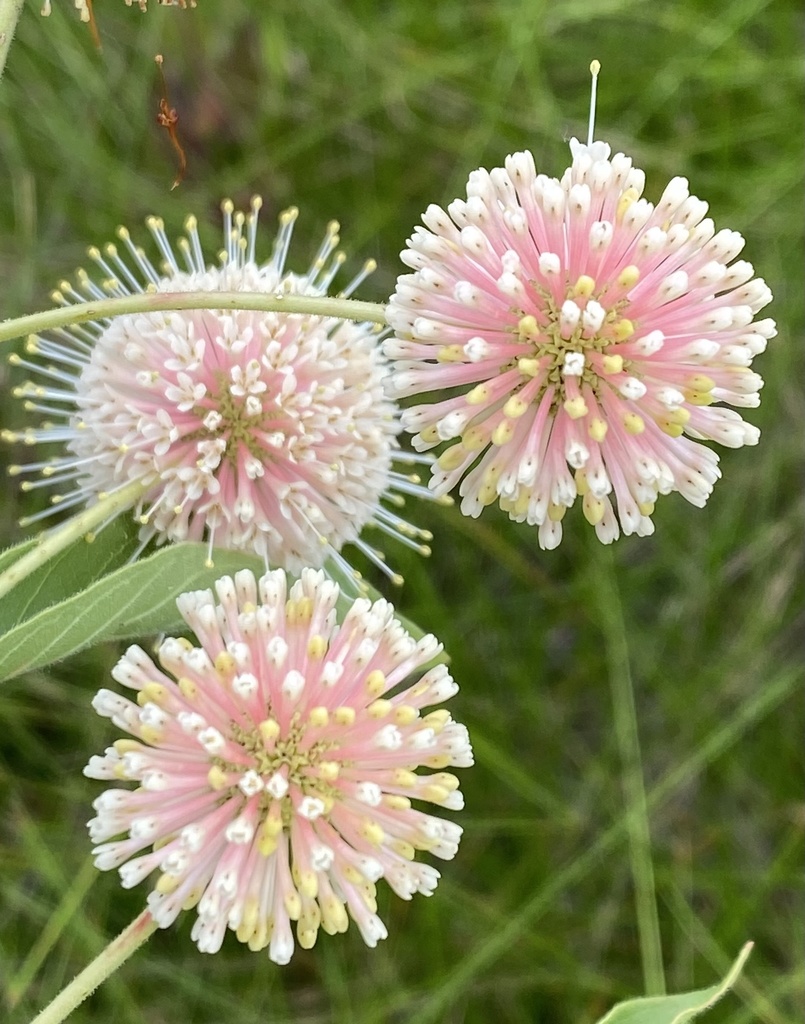 Cephalanthus occidentalis