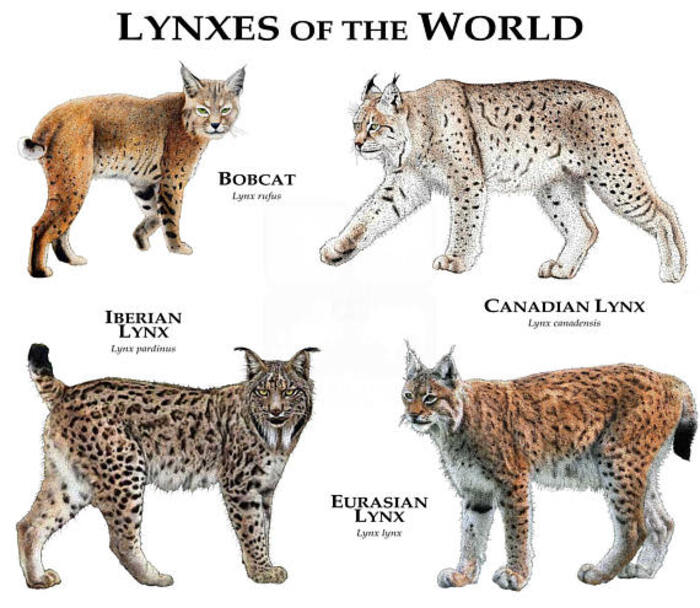 The Four Species of Lynx: A Comprehensive Guide to These Fierce Predators