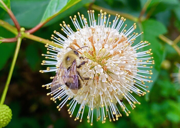 Cephalanthus occidentalis