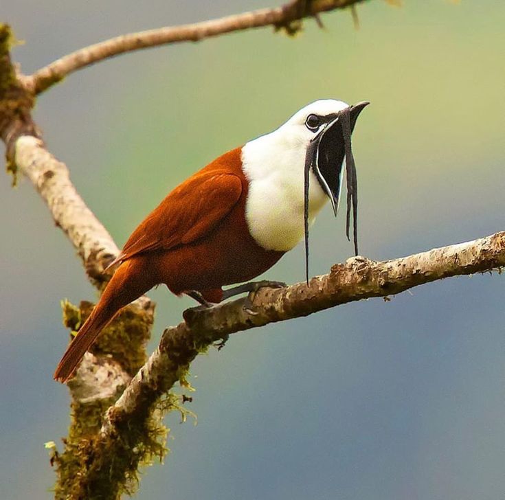 three-wattled bellbird (Procnias tricarunculatus) 