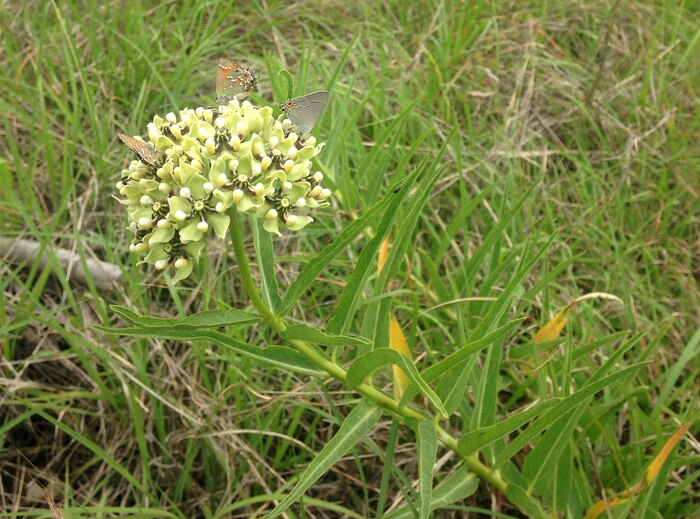 Asclepias asperula, commonly known as antelope horns milkweed or spider milkweed