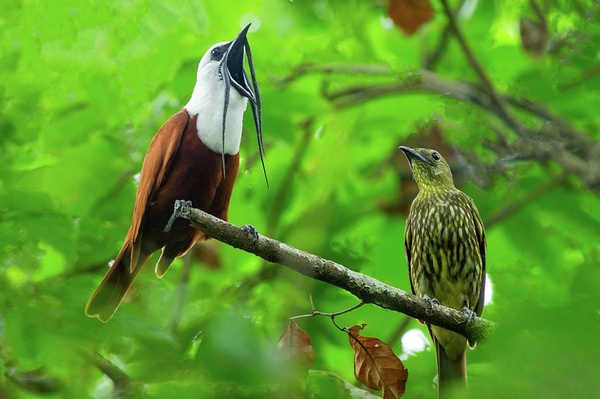 three-wattled bellbird (Procnias tricarunculatus) 