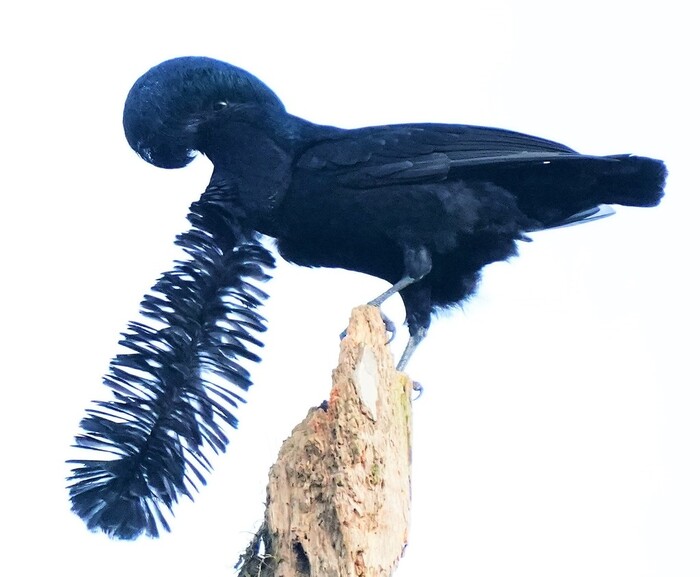 Coracine Casquée (Cephalopterus penduliger): A Detailed Look at This Unique Bird Species