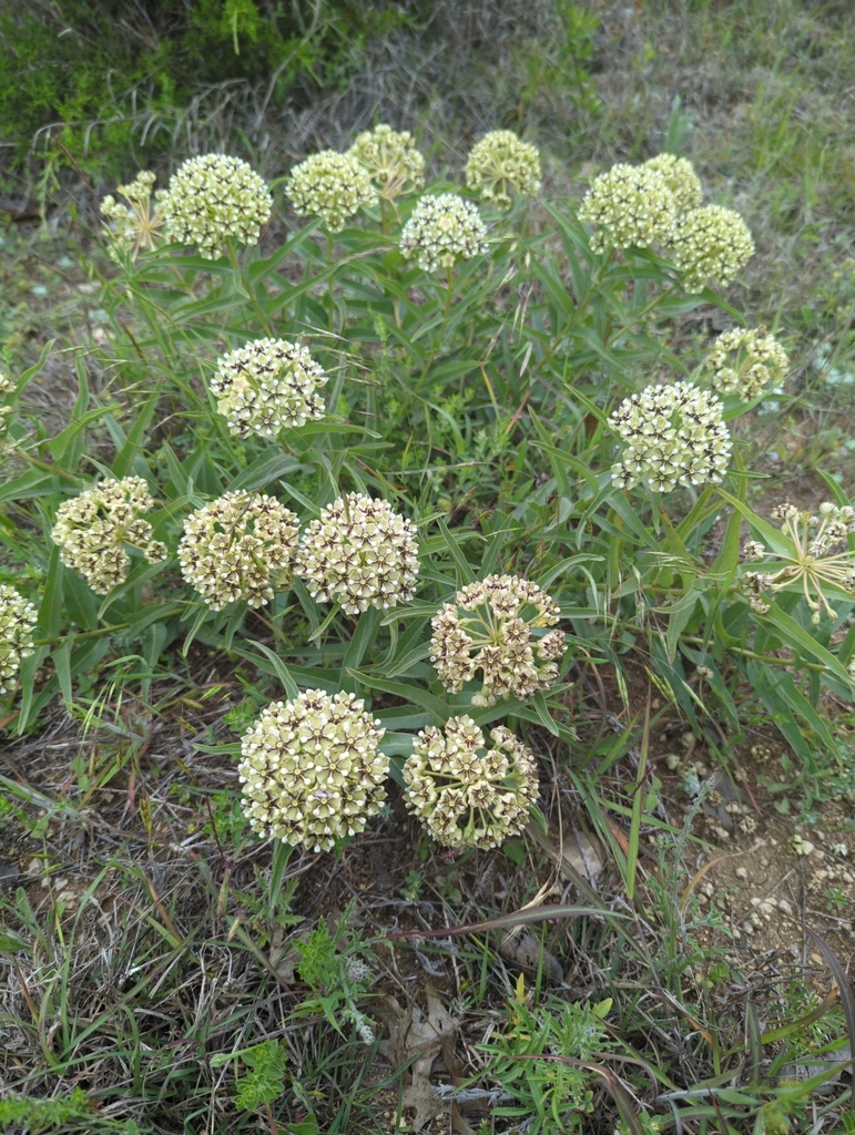 Asclepias asperula: A Comprehensive Guide to Antelope Horns Milkweed (Spider Milkweed)