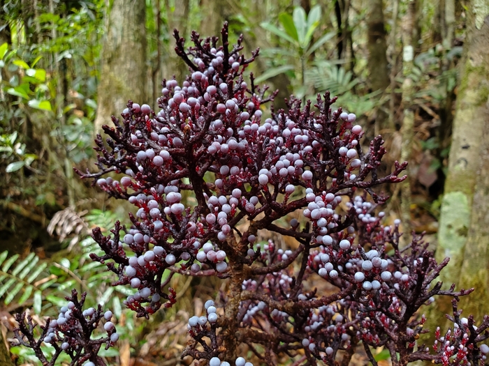 Parasitaxus usta: The Unique Parasitic Conifer of New Caledonia