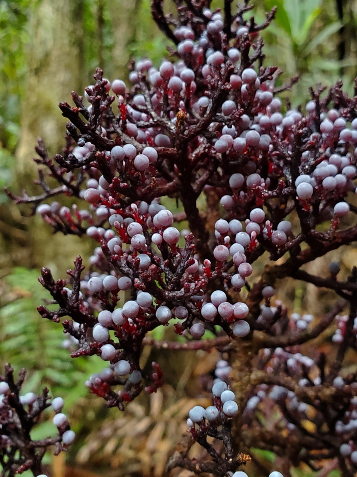 Parasitaxus usta, also known in French as cèdre rabougri