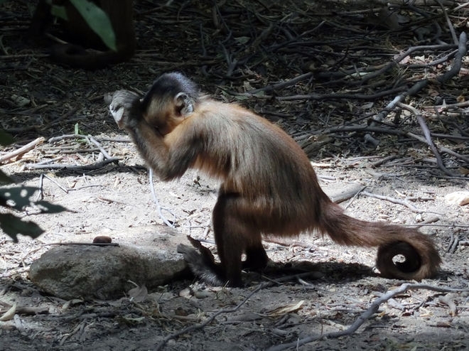 What to Expect When Owning a Capuchin Monkey