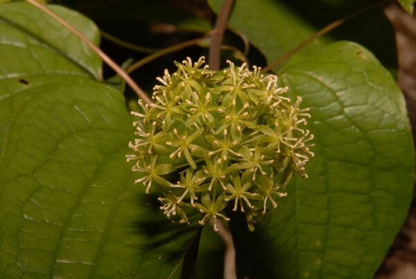 Smilax herbacea, commonly known as the herbaceous greenbrier or climbing bramble