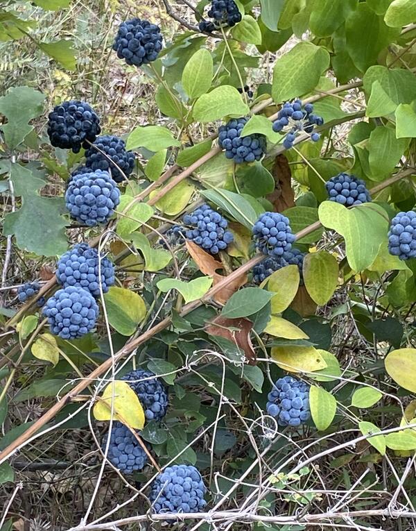 Smilax herbacea, commonly known as the herbaceous greenbrier or climbing bramble