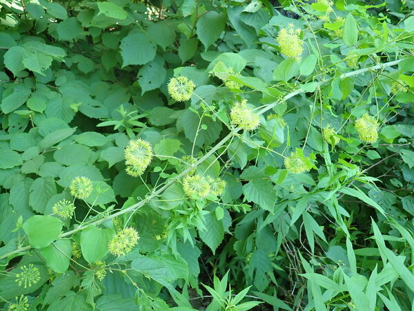 Smilax herbacea, commonly known as the herbaceous greenbrier or climbing bramble