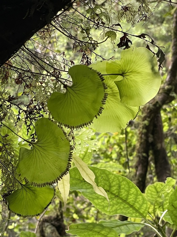 Hymenophyllum nephrophyllum, commonly known as the kidney fern