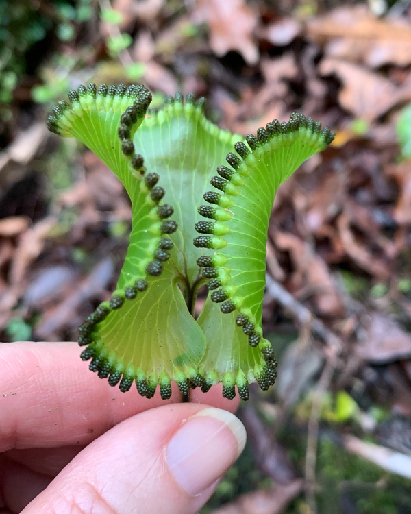 Hymenophyllum nephrophyllum: The Kidney Fern of New Zealand