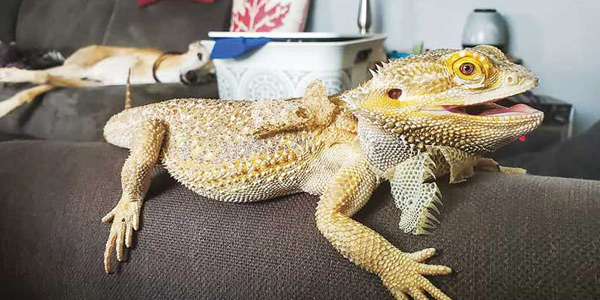 bearded-dragon-lifespan.jpg