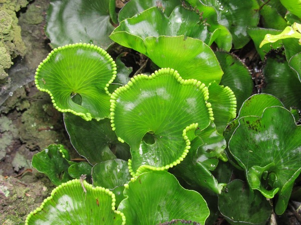 Hymenophyllum nephrophyllum, commonly known as the kidney fern