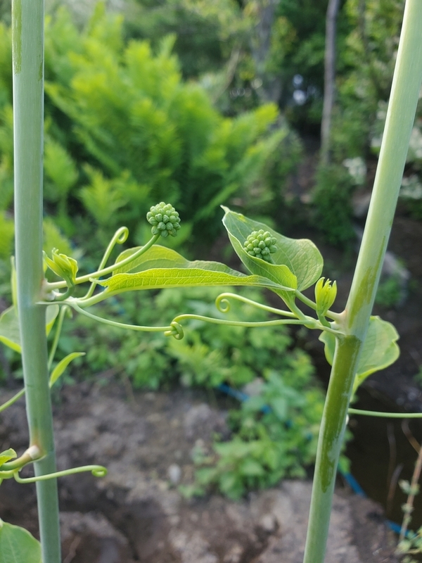 Smilax herbacea, commonly known as the herbaceous greenbrier or climbing bramble