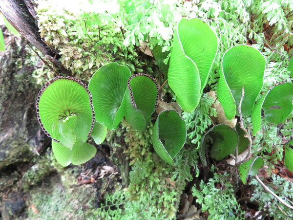 Hymenophyllum nephrophyllum, commonly known as the kidney fern