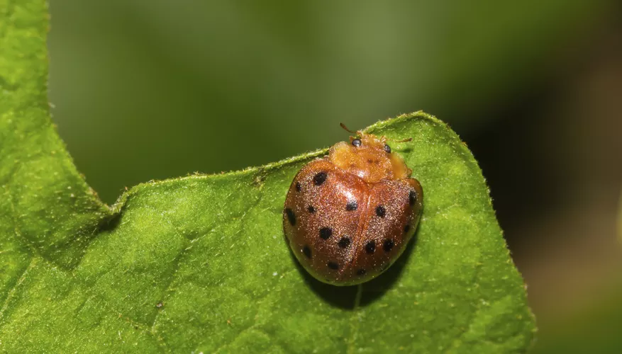 What Do Pet Ladybugs Eat? A Guide to Feeding Your Ladybug