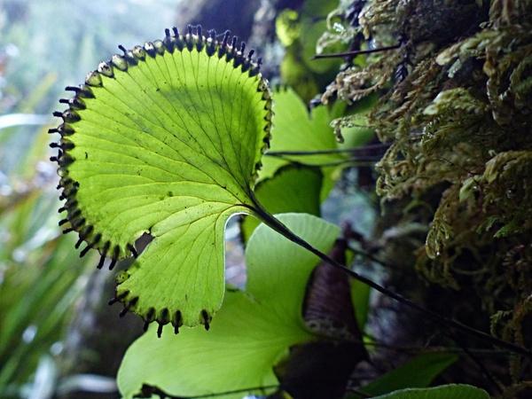 Hymenophyllum nephrophyllum, commonly known as the kidney fern