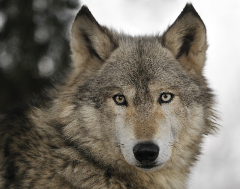 Where Do Timber Wolves Live?