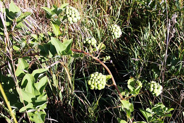 Smilax herbacea, commonly known as the herbaceous greenbrier or climbing bramble