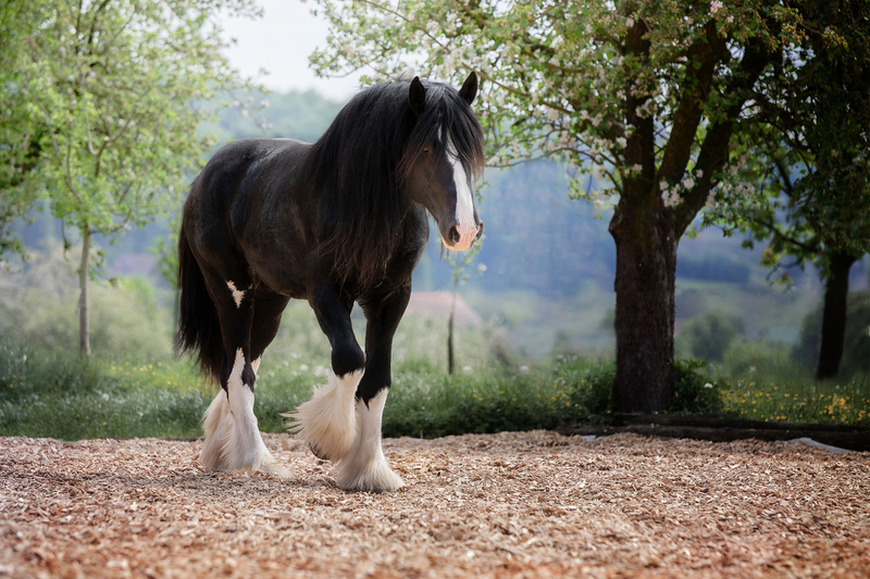 shire-horse.jpg