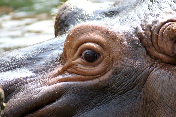 Where are hippopotamus' eyes? A fascinating adaptation