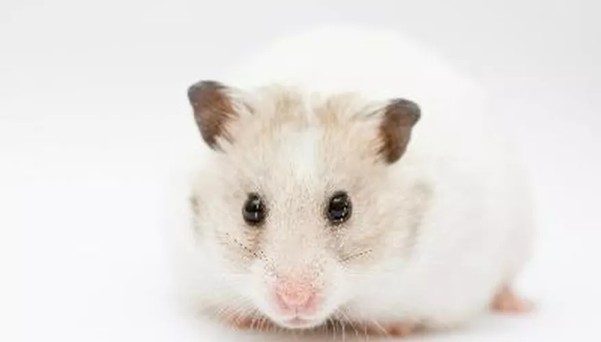 Teddy Bear Hamster Lifespan