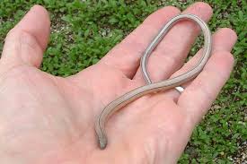 The Different Types of Legless Lizards: A Comprehensive Guide