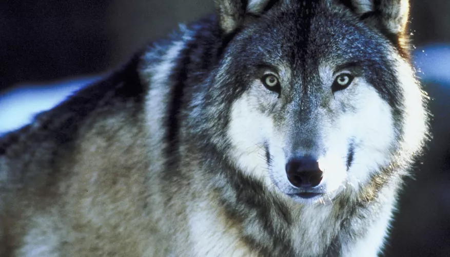 Where Do Timber Wolves Live?