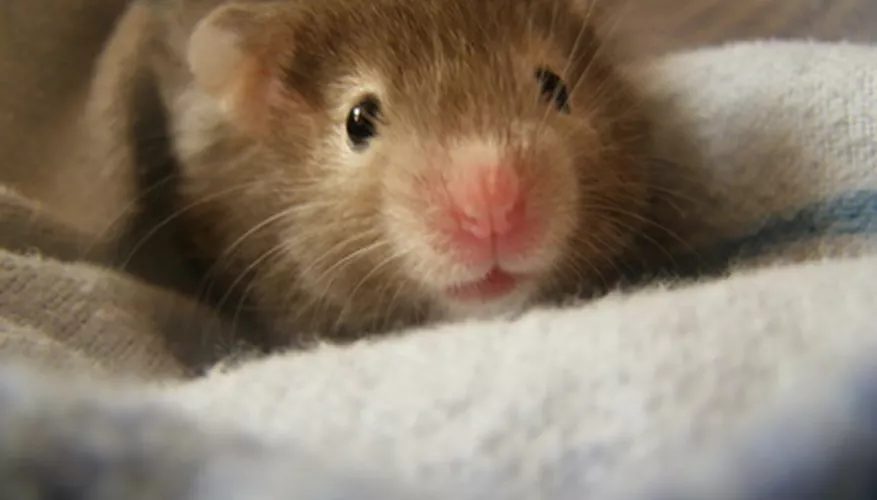 Syrian vs. Siberian Hamsters: Key Differences to Know