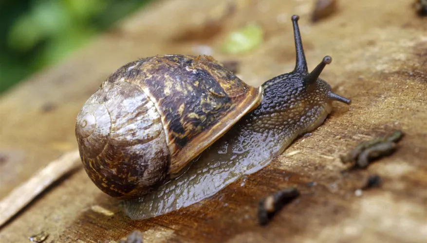 What animals eat snails?